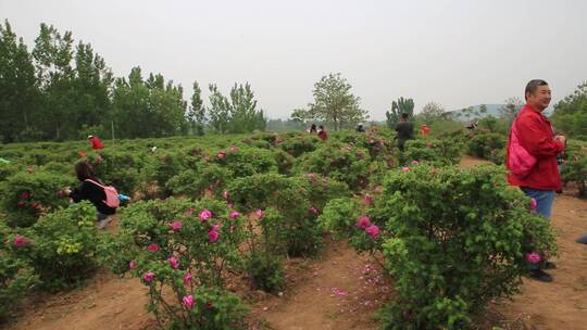 济南平阴芳蕾玫瑰种植基地