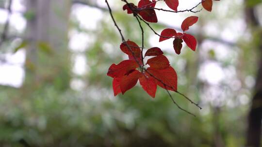 秋天红叶自然景观背景视频素材视频素材模板下载