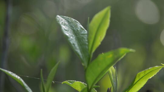 清晨茶树上的嫩茶叶
