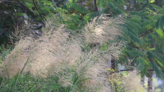 芦苇 狗尾巴草 芦花 阳光 空镜 实拍