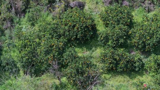 橙子果园水果种植基地