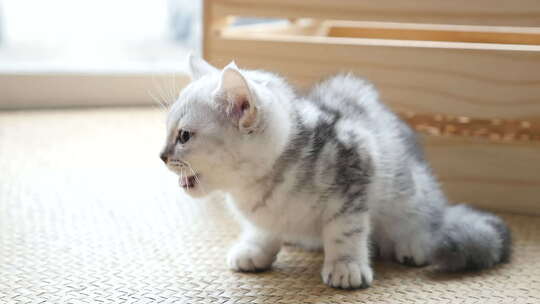 亚洲女人在家用手喂美国短毛猫