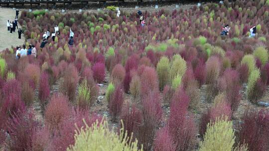 浪漫的乡村振兴植物植被地肤草