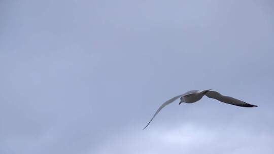 海鸥 天空 飞行 鸟类视频素材模板下载