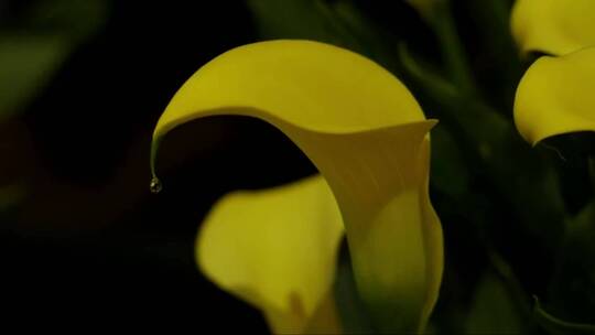 花园里非常漂亮的黄色百合花。