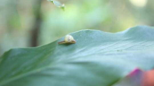 云南普洱在叶子上爬的蜗牛