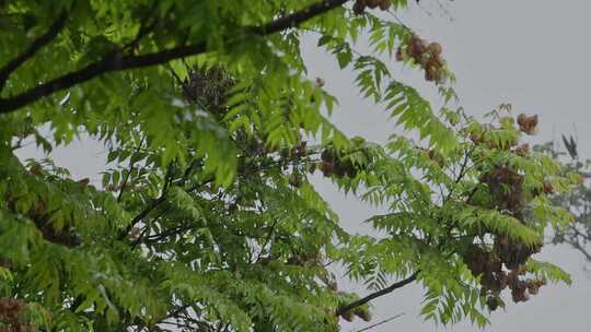 雨天雨水雨景树叶雨滴