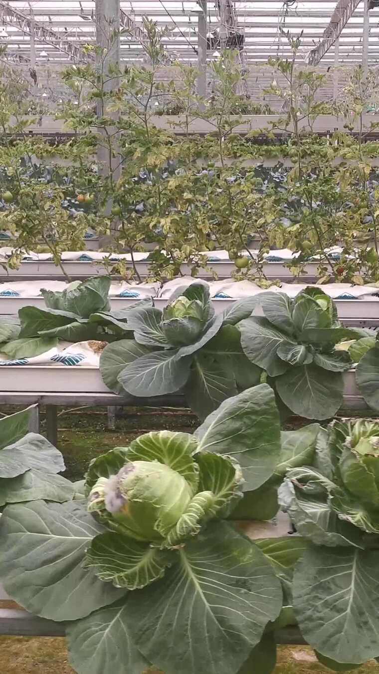 竖版航拍现代农业大棚蔬菜种植基地