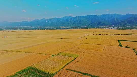 关中平原金色麦田 小麦