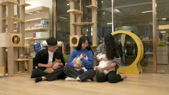 喵星人撸猫爱猫人士猫咪可爱猫咪