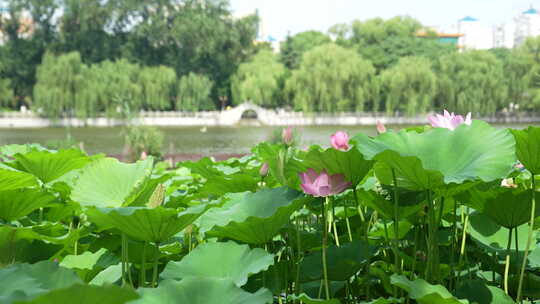 固定升格拍摄济南大明湖风景名胜区夏季风光