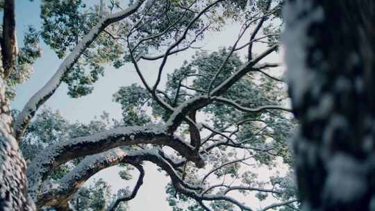 南方雪景白雪