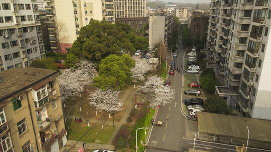 城市社区初春樱花航拍