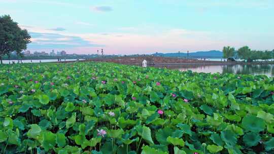 西湖荷花 断桥荷花视频素材模板下载