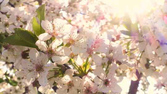 春天盛开的苹果树视频素材模板下载