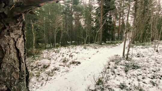 雪上森林中的自行车手