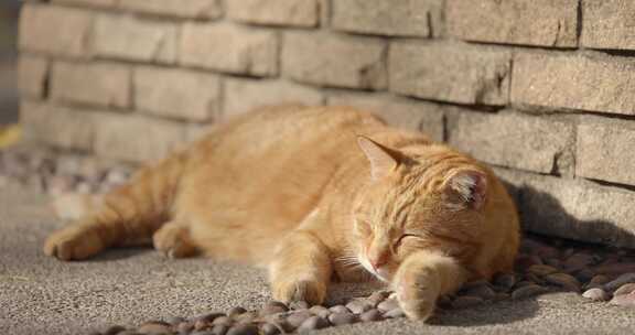 橘猫猫咪小猫在阳光下晒太阳休息