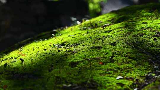 阳光照射绿色苔藓落叶微距清新光影背景