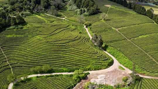 茶叶茶山采茶茶园茶叶红茶绿茶春茶茶叶茶