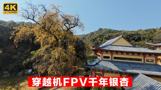穿越机FPV航拍古寺秋景唐代千年银杏树