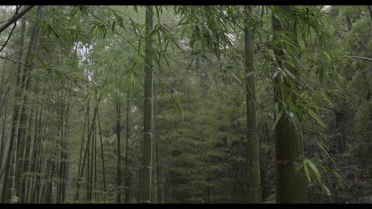 雨中竹林自然风光4k素材