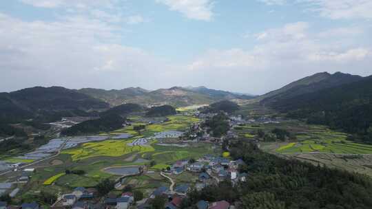 航拍乡村田野油菜花田