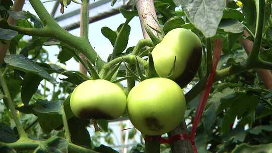 西红柿 未熟的西红柿 绿色红