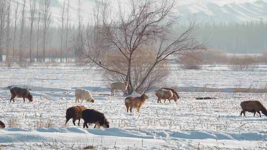 冬天雪地上吃草的羊群
