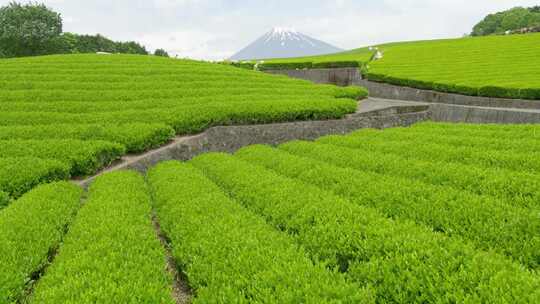 4K茶园茶庄采茶茶道广告宣传企业宣传