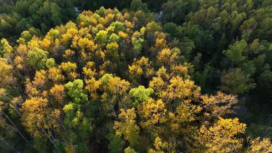 航拍秋天茂密的彩色丛林视频素材模板下载