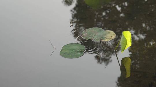 杭州西湖景区曲院风荷荷花