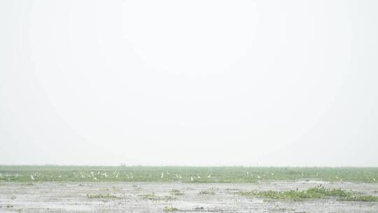 湖区拆围后生态恢复好大批水鸟栖息