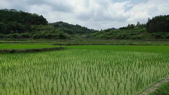 航拍农业种植稻田水稻