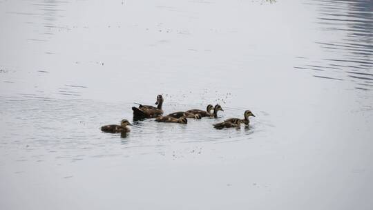 湖面一群鸭子游泳觅食