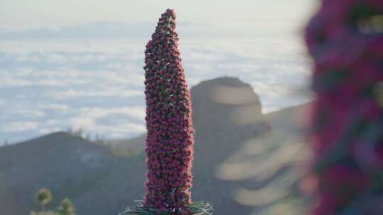 Echium Wildpretii，花，