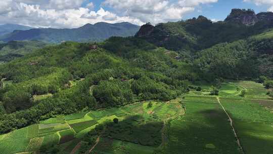 茶园茶场山茶园高山茶绿茶场航拍