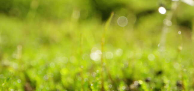 夏日 草地 阳光 苔藓