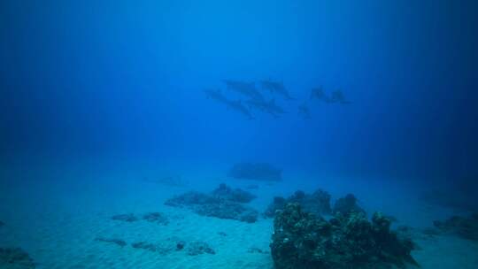 海底拍摄成群结队海豚