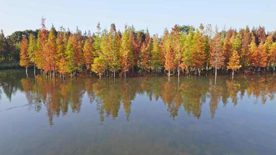 成都白鹭湾湿地公园秋季水杉红叶野鸭航拍