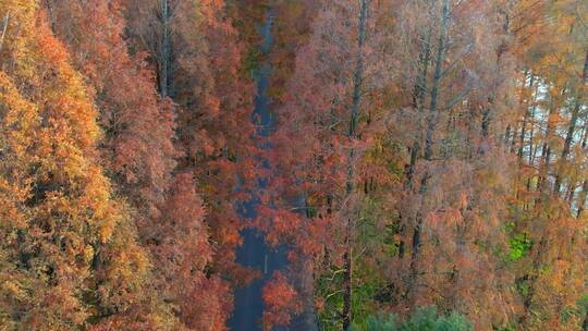 航拍上海金色秋天航塘公路红松林