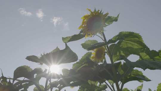 阳光下的向日葵视频素材模板下载