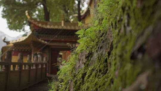 寺庙前的绿色植物