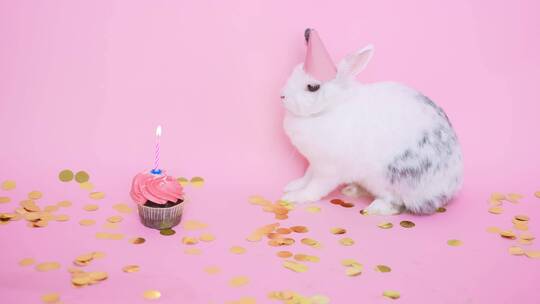 可爱的兔子戴派对帽