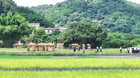 中国广东省广州市白云区太和镇白山村稻田