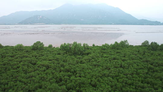 江门台山镇海湾红树林自然保护区航拍