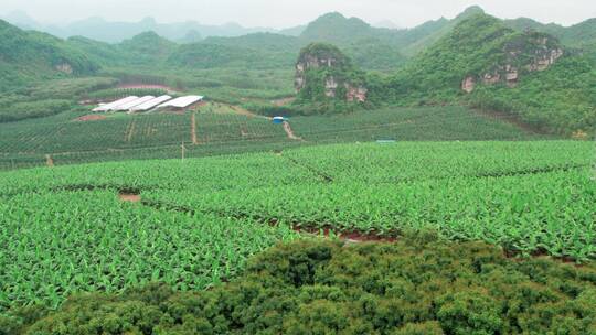 香蕉种植园农业种植园绿植航拍整齐山坡