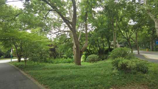 城市公园绿化植物实拍