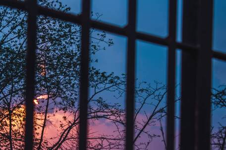 透过窗户树枝下欣赏日落景观