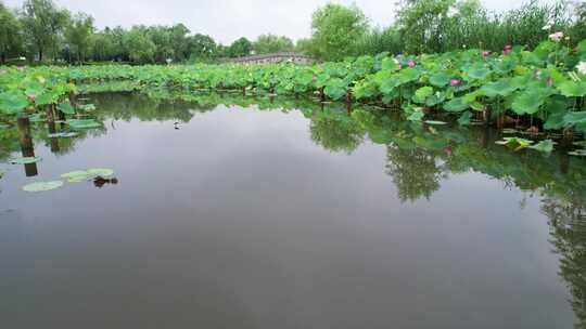 杭州湘湖十里荷塘风景航拍