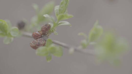 春天植物的嫩芽LOG视频素材模板下载